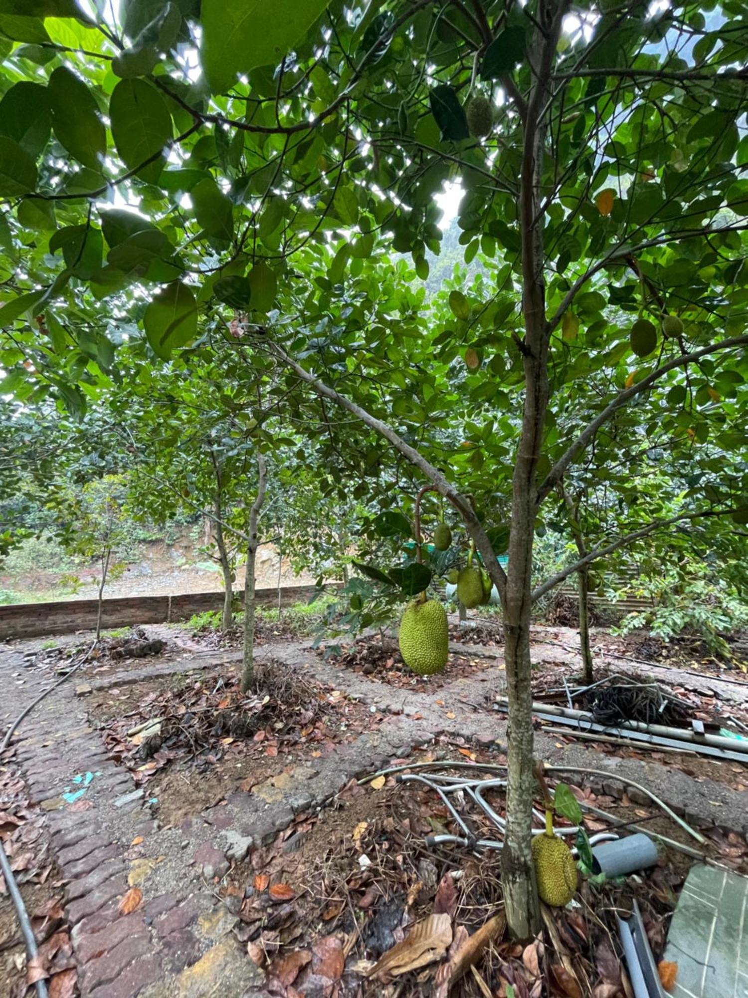 Cat Ba Countryside Homestay Dong Khe Sau Exterior photo